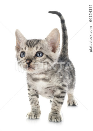 bengal kitten in studio bengal kitten in studio 66154355