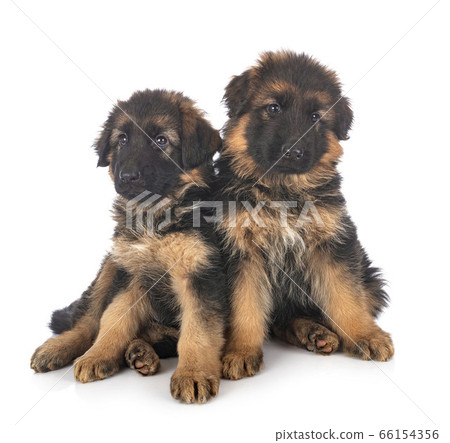 puppies german shepherd puppies german shepherd 66154356