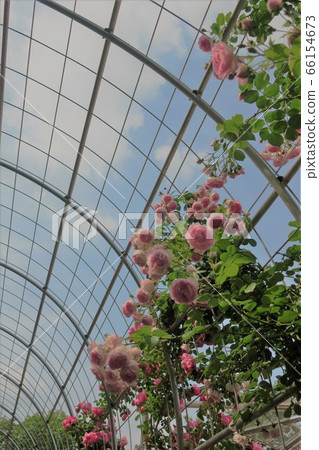 Blue sky and rose arch Blue sky and rose arch 66154673