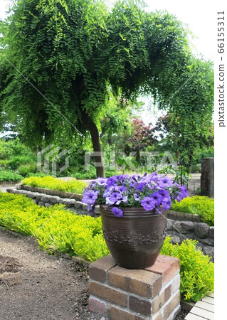 七彩花卉園 七彩花卉園 66155311
