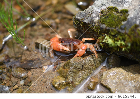 Freshwater crab that lives on the waterside in early summer [Sawa crab] 66155443