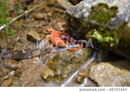 Freshwater crab [Sawa crab] that prey on the waterside in early summer 66155444