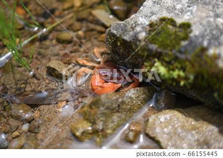 Freshwater crab that lives on the waterside in early summer [Sawa crab] 66155445