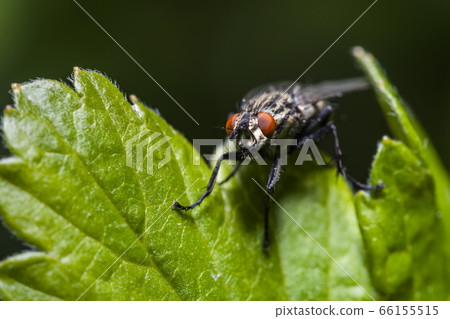 Housefly Musca Domestica on a leaf close-up 66155515