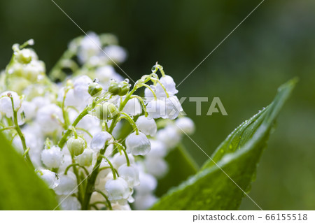 Bouquet of lilies of the valley close-up. Beautiful spring flowers. 66155518