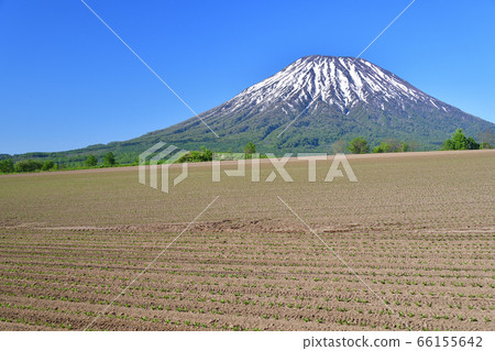 初夏,在北海道京極町,我們拍攝了白雪皚皚的約鐵山和移植的甜菜田的景色。 初夏,在北海道京極町,我們拍攝了白雪皚皚的約鐵山和移植的甜菜田的景色。 66155642