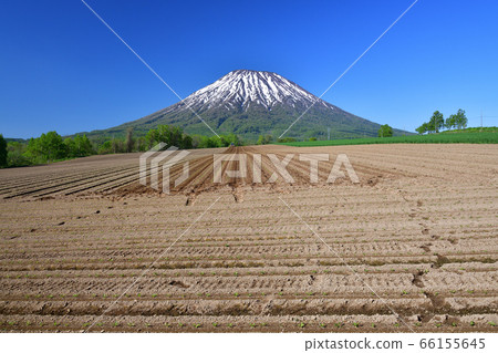初夏,在北海道京極町,我們拍攝了白雪皚皚的約鐵山和移植的甜菜田的景色。 初夏,在北海道京極町,我們拍攝了白雪皚皚的約鐵山和移植的甜菜田的景色。 66155645