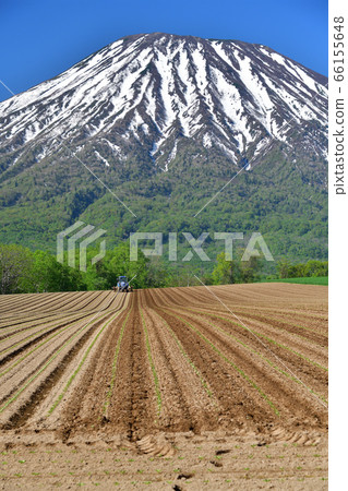 初夏,在北海道京極町,我們拍攝了白雪皚皚的約鐵山和移植的甜菜田的景色。 初夏,在北海道京極町,我們拍攝了白雪皚皚的約鐵山和移植的甜菜田的景色。 66155648
