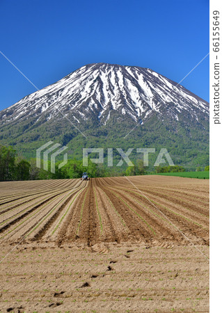 初夏,在北海道京極町,我們拍攝了白雪皚皚的約鐵山和移植的甜菜田的景色。 初夏,在北海道京極町,我們拍攝了白雪皚皚的約鐵山和移植的甜菜田的景色。 66155649