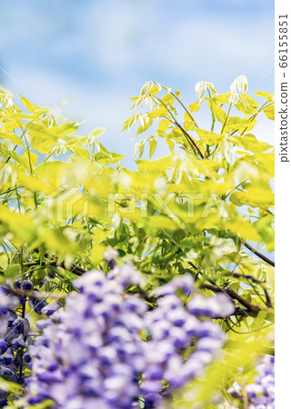 Purple wisteria 66155851