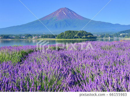 川口湖777640的夏日風景 66155983