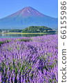 薰衣草和富士山777643 66155986