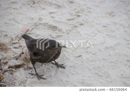 Wild birds on Calcas Island 66156064