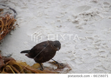 Wild birds on Calcas Island 66156071