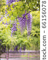 紫藤 66156078