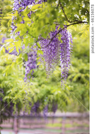 紫藤 66156078