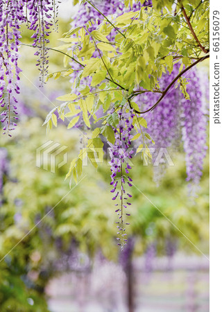 紫藤 66156079