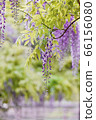 紫藤 66156080