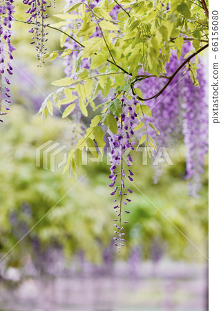 紫藤 66156080