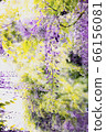 紫藤 66156081