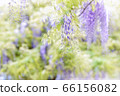 紫藤 66156082