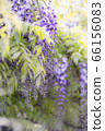 紫藤 66156083