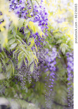 紫藤 66156083
