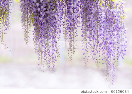 紫藤 66156084