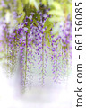 紫藤 66156085