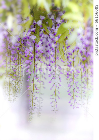紫藤 66156085
