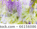 紫藤 66156086