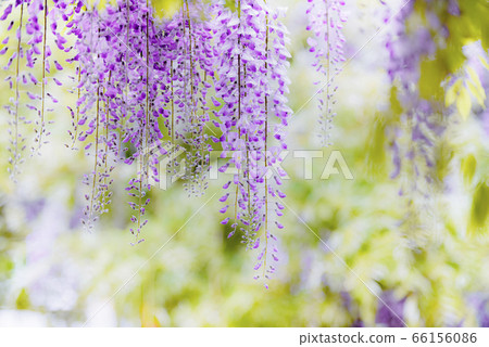 紫藤 66156086