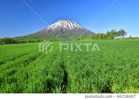 初夏在北海道京極町拍攝約鐵山和麥田的鬱鬱蔥蔥景觀 初夏在北海道京極町拍攝約鐵山和麥田的鬱鬱蔥蔥景觀 66156087