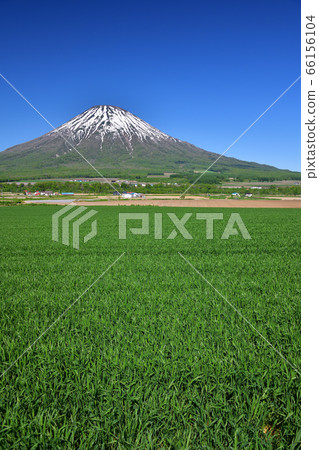 初夏在北海道京極町拍攝約鐵山和麥田的鬱鬱蔥蔥景觀 66156104