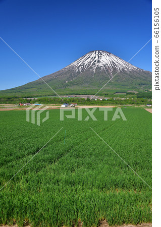 初夏在北海道京極町拍攝約鐵山和麥田的鬱鬱蔥蔥景觀 66156105