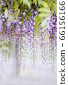 紫藤 66156166