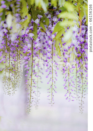 紫藤 66156166
