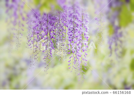 紫藤 66156168
