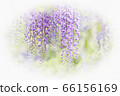 紫藤 66156169