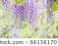 紫藤 66156170