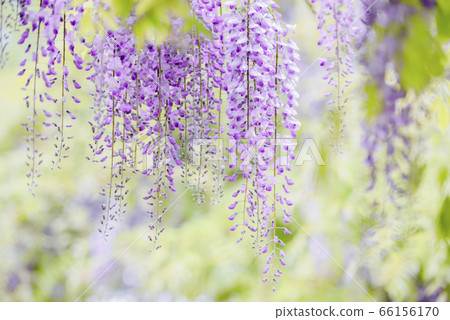 紫藤 66156170