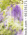 紫藤 66156171