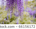 紫藤 66156172