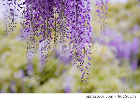 紫藤 66156172