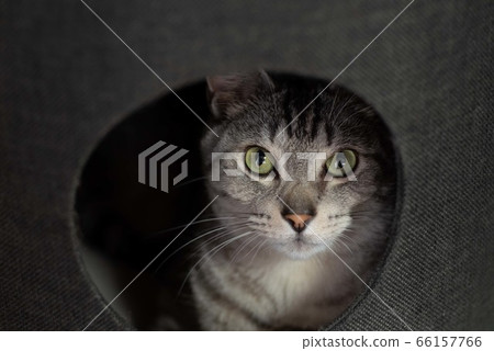 凝視的貓,沙巴特拉的貓 凝視的貓,沙巴特拉的貓 66157766