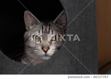 凝視的貓，沙巴特拉的貓 66157767
