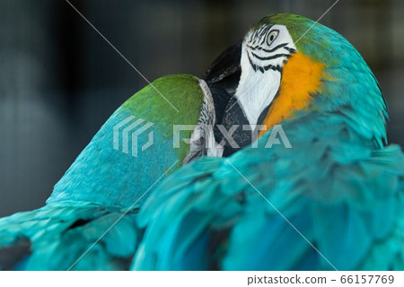 兩個Ruri金剛鸚鵡一起玩 66157769