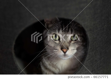 凝視的貓，沙巴特拉的貓 66157771