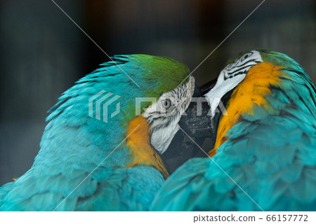 兩個Ruri金剛鸚鵡一起玩 兩個Ruri金剛鸚鵡一起玩 66157772