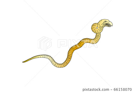 88 Constellation Line No Gold Hydra 66158070